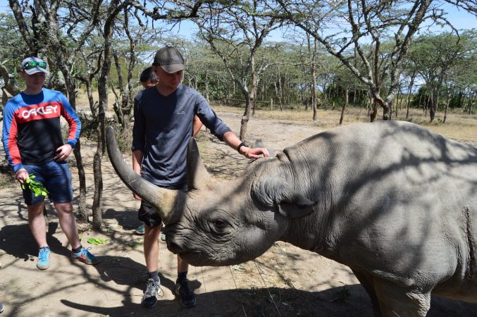 Man strokes a rhino